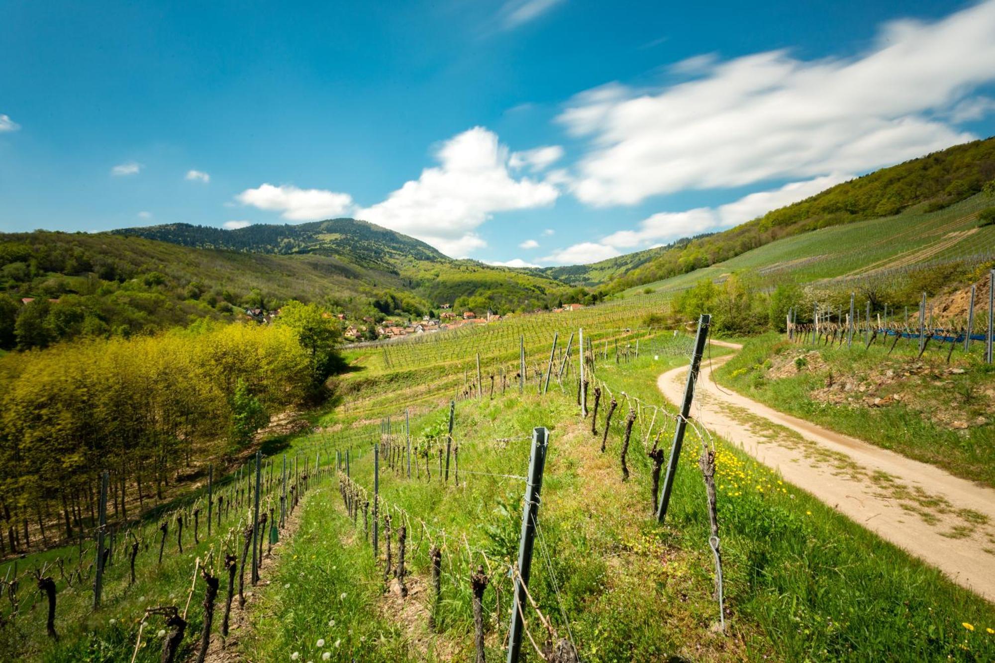 Chambre Du Vigneron - Domaine Leon Bleesz Reichsfeld ภายนอก รูปภาพ