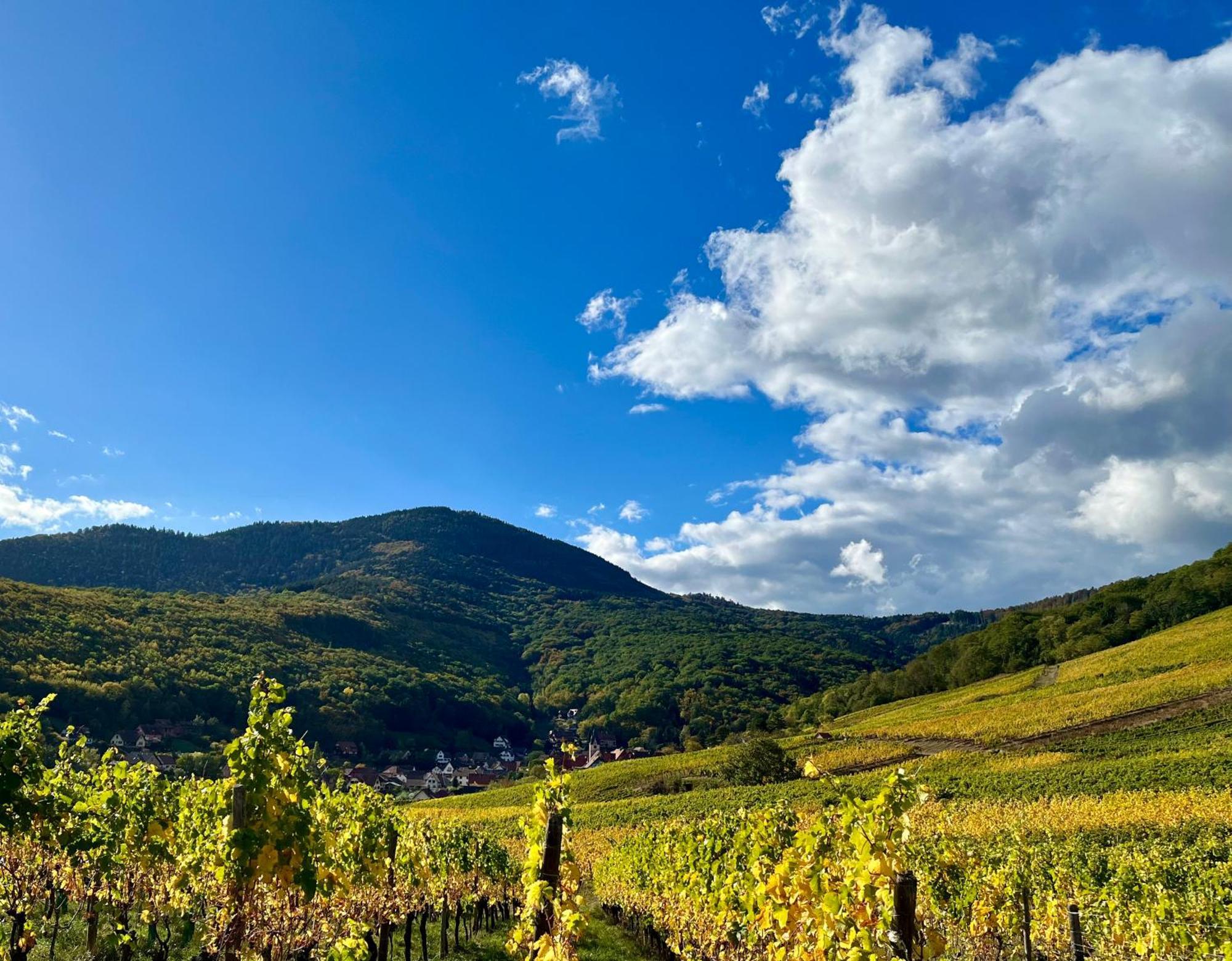 Chambre Du Vigneron - Domaine Leon Bleesz Reichsfeld ภายนอก รูปภาพ
