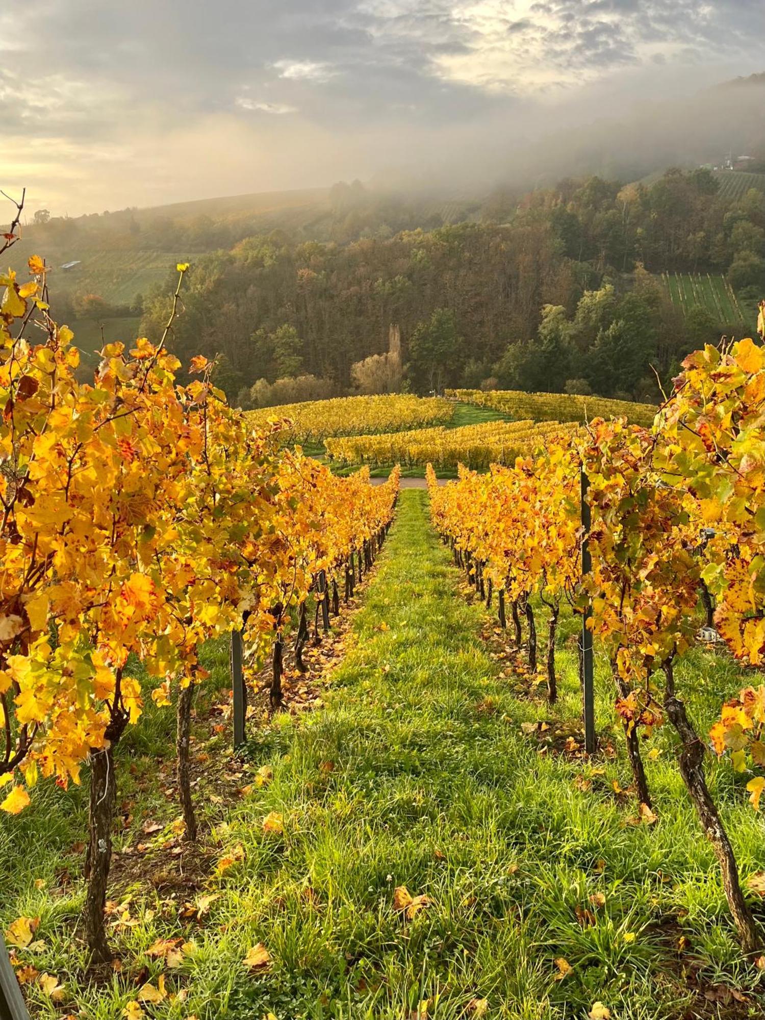 Chambre Du Vigneron - Domaine Leon Bleesz Reichsfeld ภายนอก รูปภาพ
